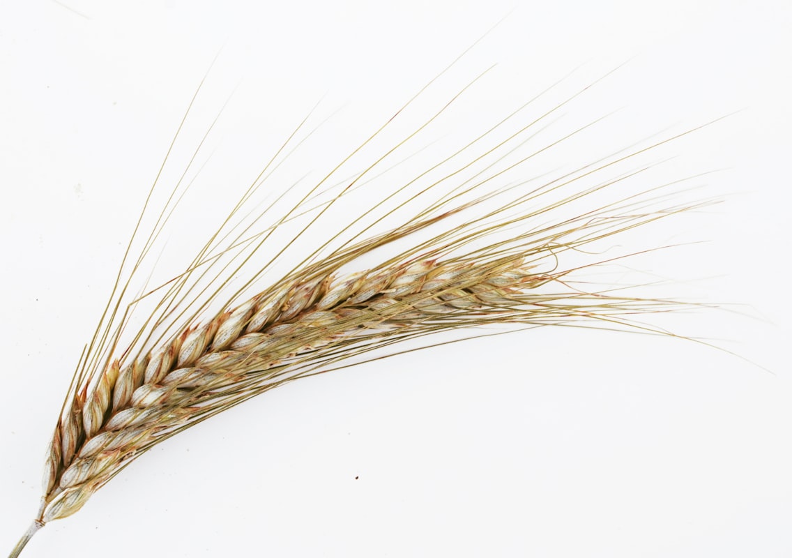 Pasta sin gluten fresca